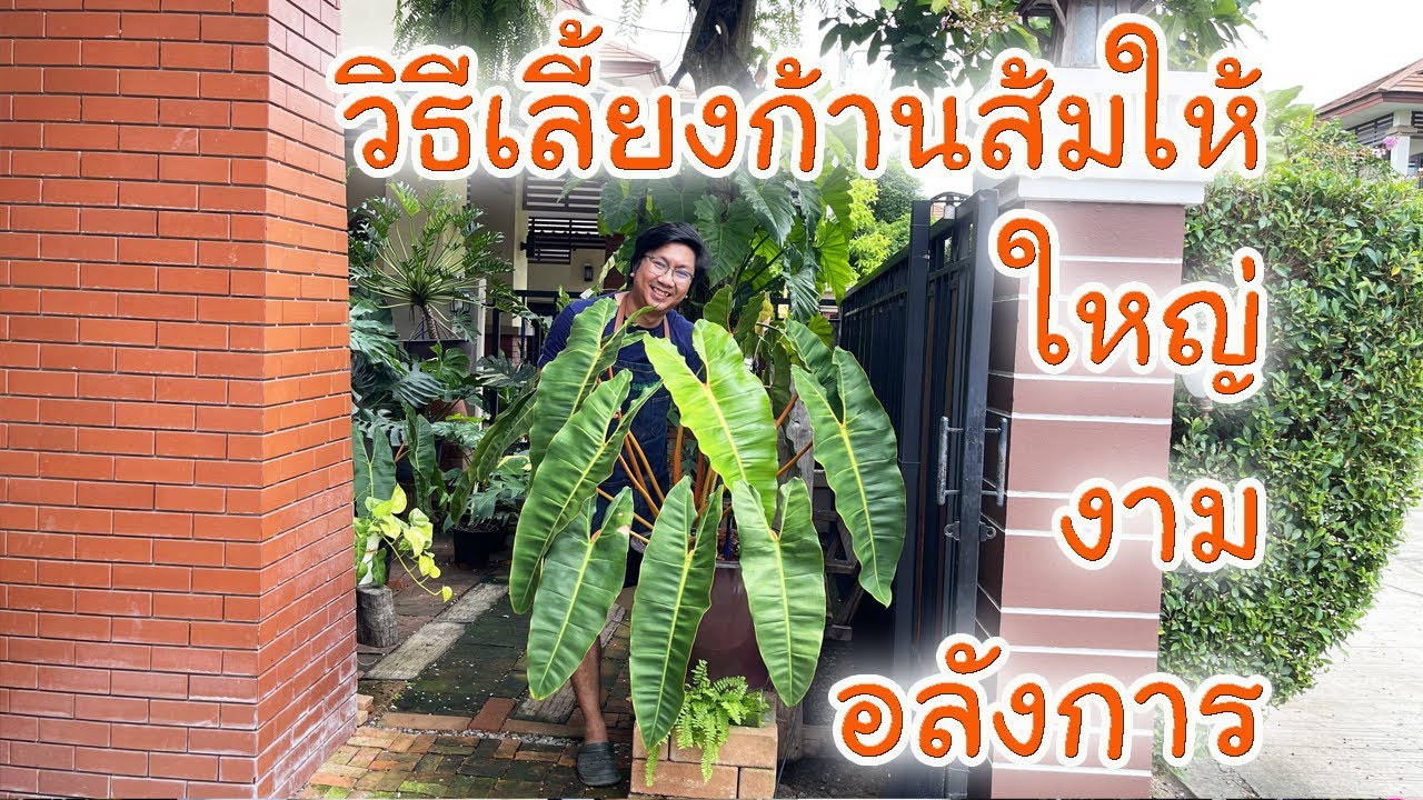 วีธีเลี้ยงก้านส้ม(Philodendron billietiae)