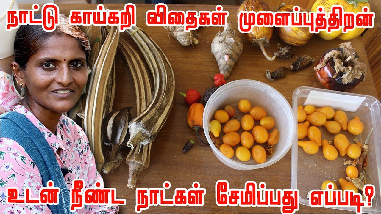 இந்த முறையில் விதைகளை சேகரித்தல் மூன்று ஆண்டுகள் வரை முளைப்புத்திறன் உடன் இருக்கும் How to save seed