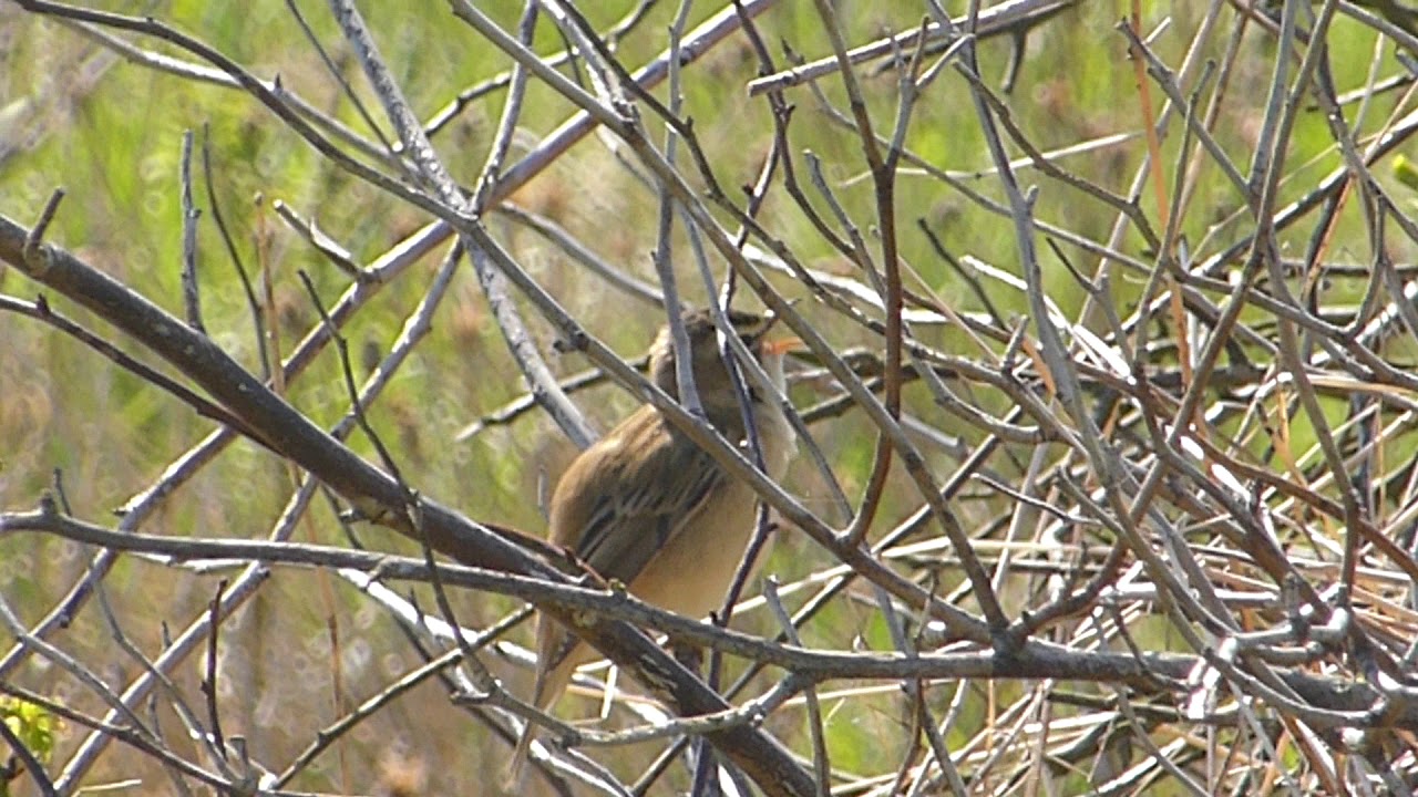 Sedge Warbler (Acrocephalus schoenobaenus)