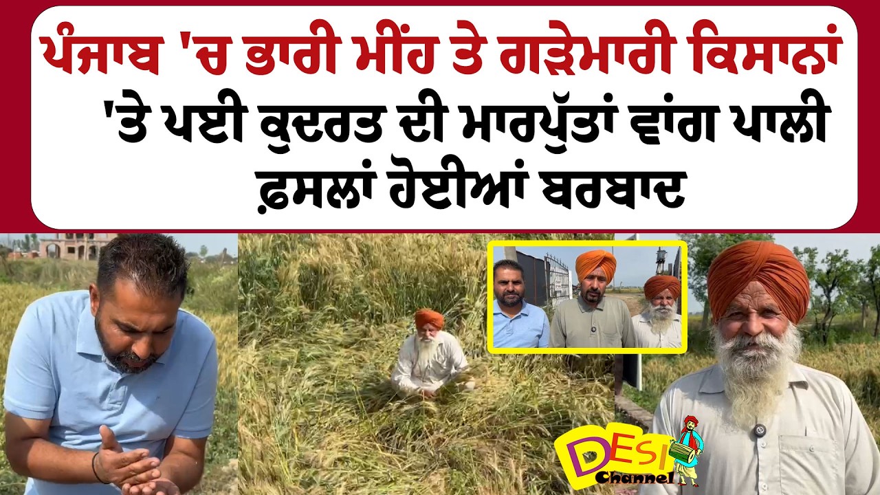 Heavy Rain & Hailstorm in Punjab Destroy Farmers&rsquo; Crops | Big Loss for Farmers