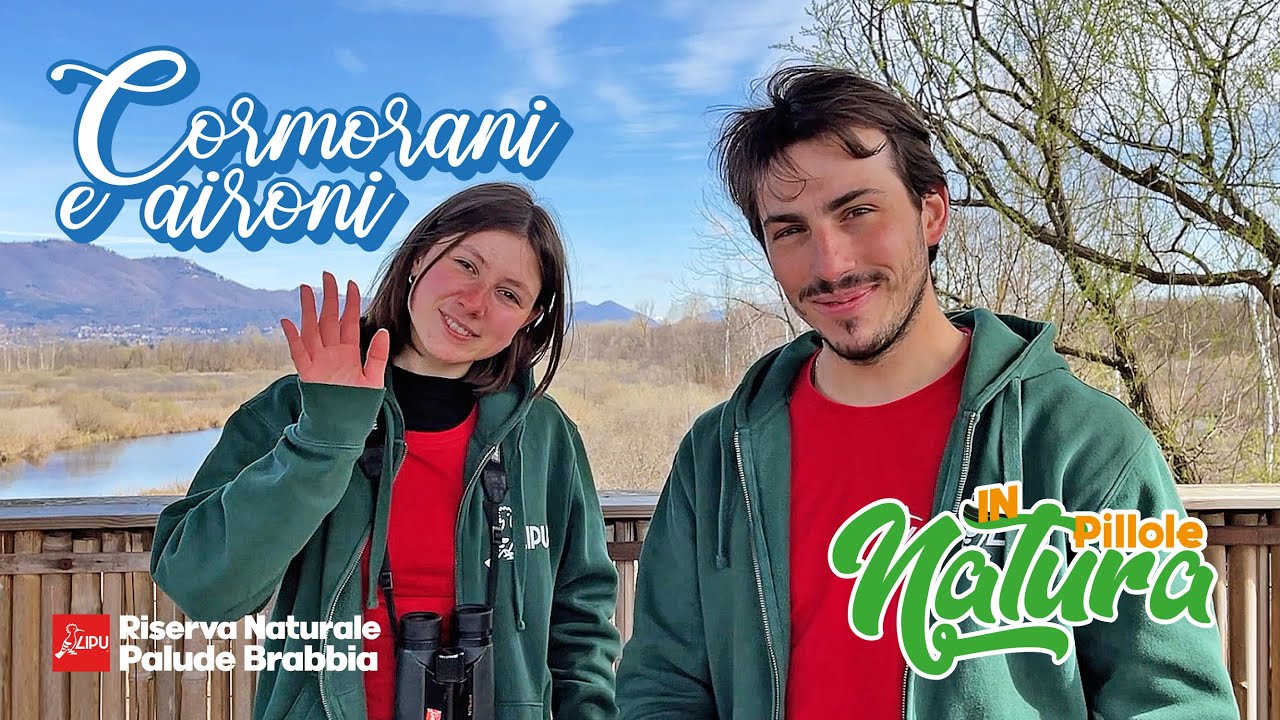 Pillole in Natura_Ep2: Cormorani e Aironi