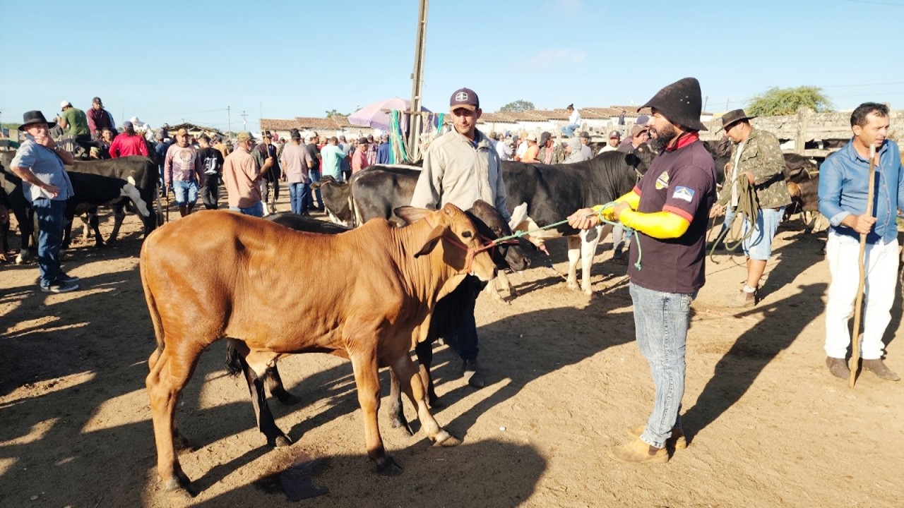 FEIRA DO GADO EM CAPOEIRAS-PE  13-03-2026 #nordeste