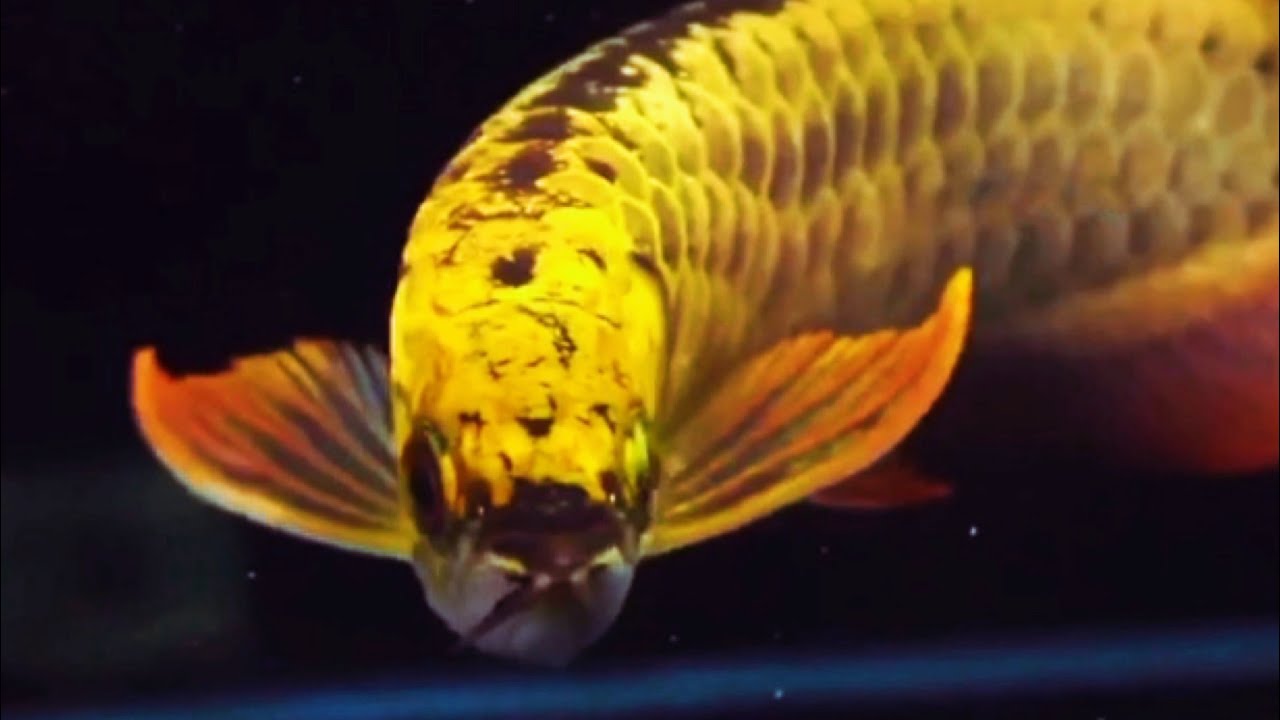 Best Top 10 Golden Arowana Fish from Malaysia | Premium Golden Arowana - the beautiful Dragon Fish