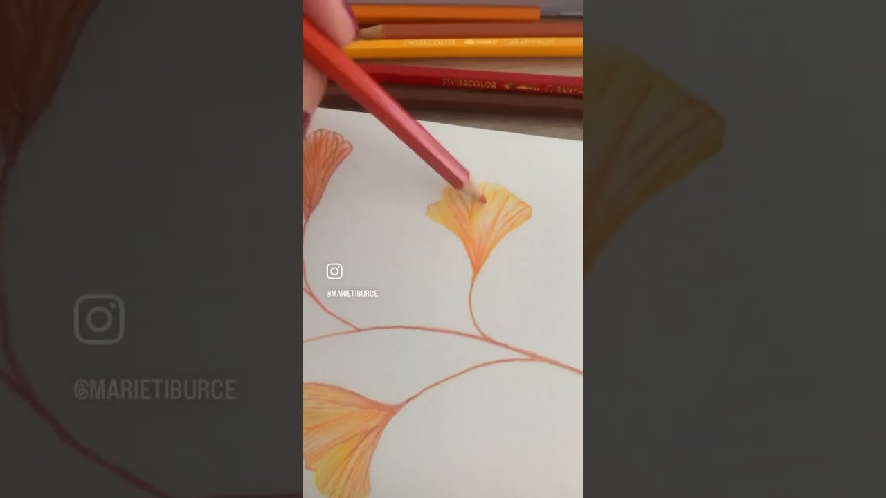 #Dessin aux crayons de couleurs aquarellables Caran d&rsquo;Ache par Marie Tiburce