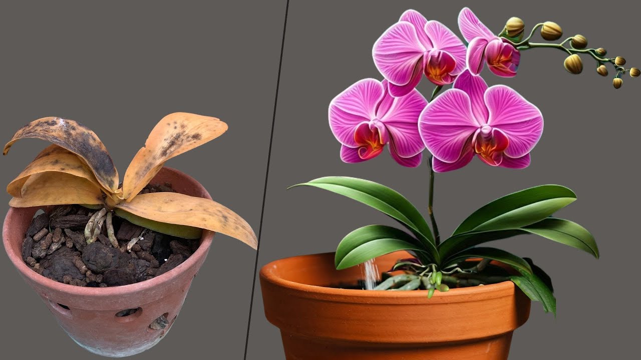 The Secret: Repot your orchid and it will immediately bloom like crazy