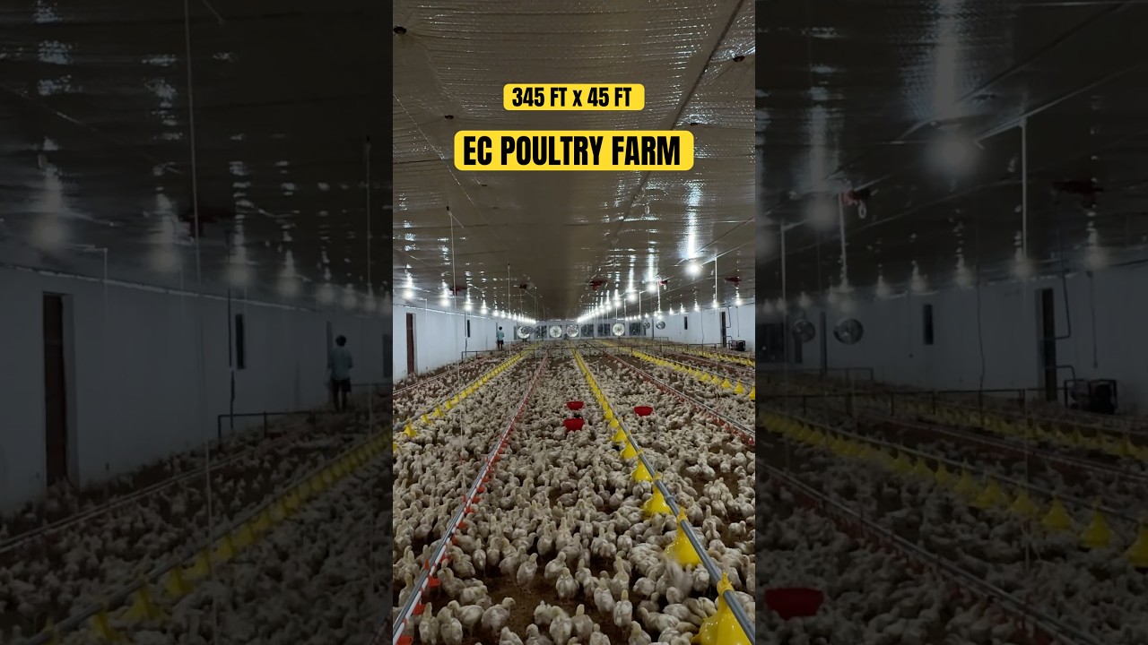 345 x 45 Ft Size EC Poultry Farm Day 12 | Poultry Business #poultryfarm #chickenfarm #poultryfarming