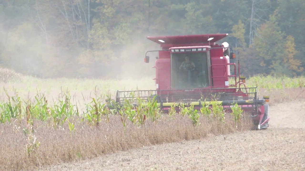 Harvest 2020 | Case IH 2366 Combine Harvesting Soybeans | Soybean Harvest 2020
