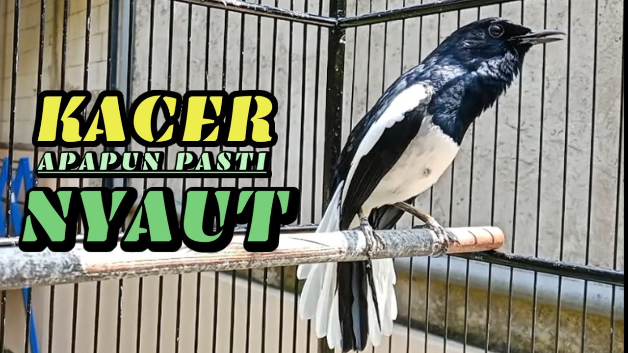 PANCINGAN KACER NGEPLONG TARUNG INI cocok buat kacer bahan kacer malas bunyi PASTI NYAUTI GACOR,,!!!