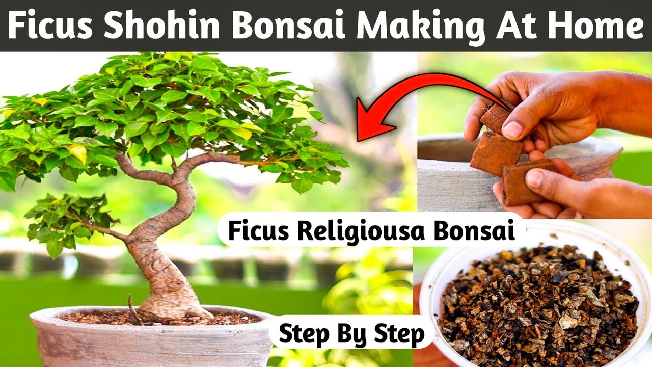 Ficus Religiousa Shohin Bonsai Making At Home