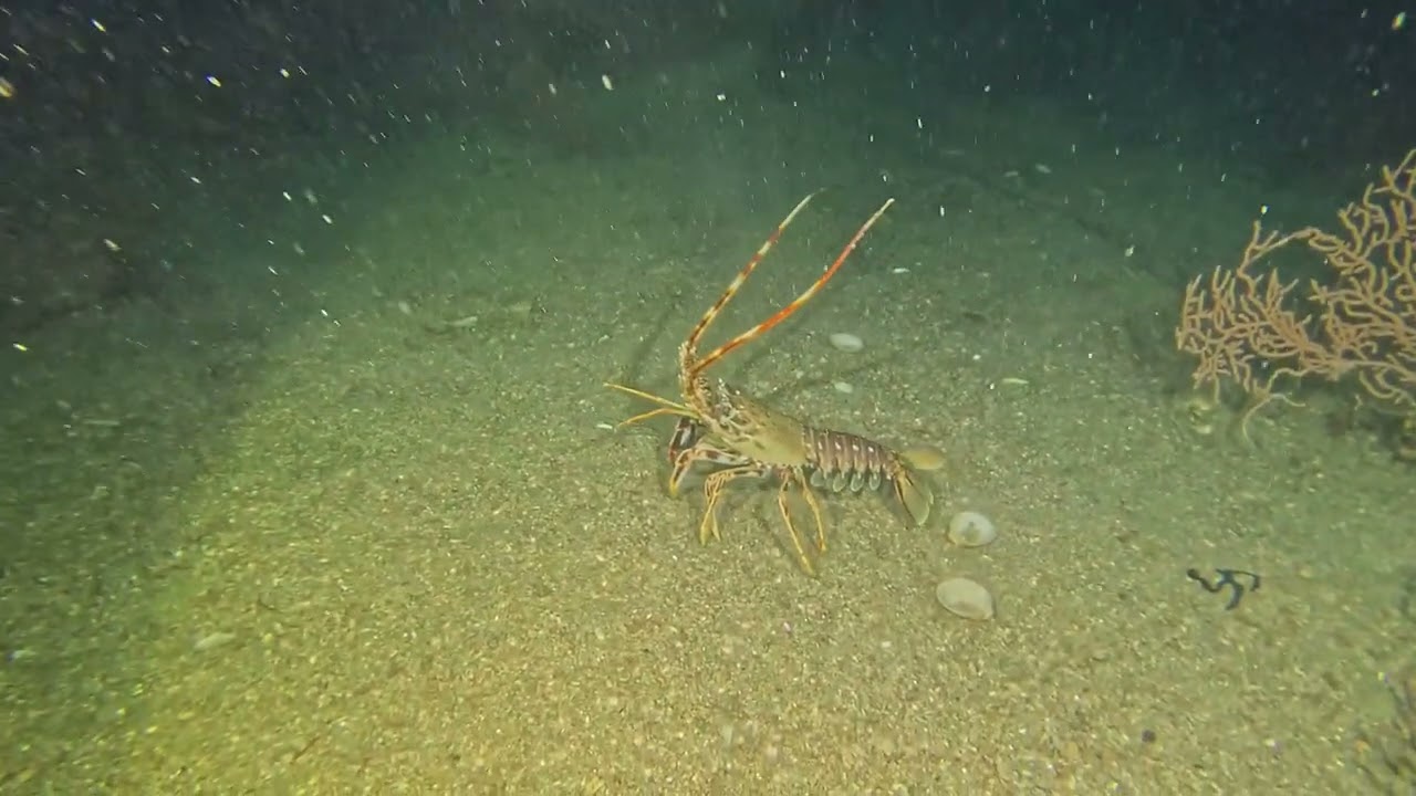 Exploração e documentação de fundos - SW Mar do Terreiroso - cota dos 50 Mts