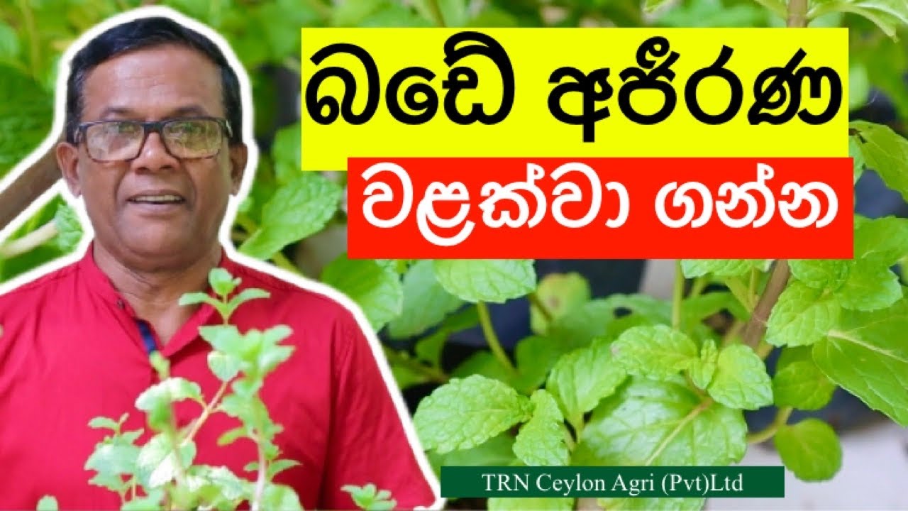 අතමිට වුනත් සරු කරන මින්චි වගාව | Minchi Wagawa | Ceylon Agri | Episode 114
