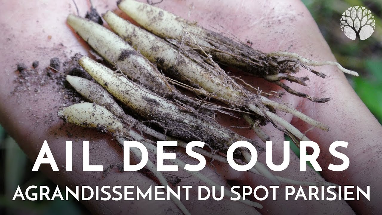 Planter et semer l'ail des ours &agrave; Paris