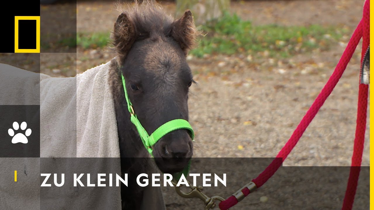 Kleines Pony mit großem Problem | Der Unglaubliche Dr. Pol