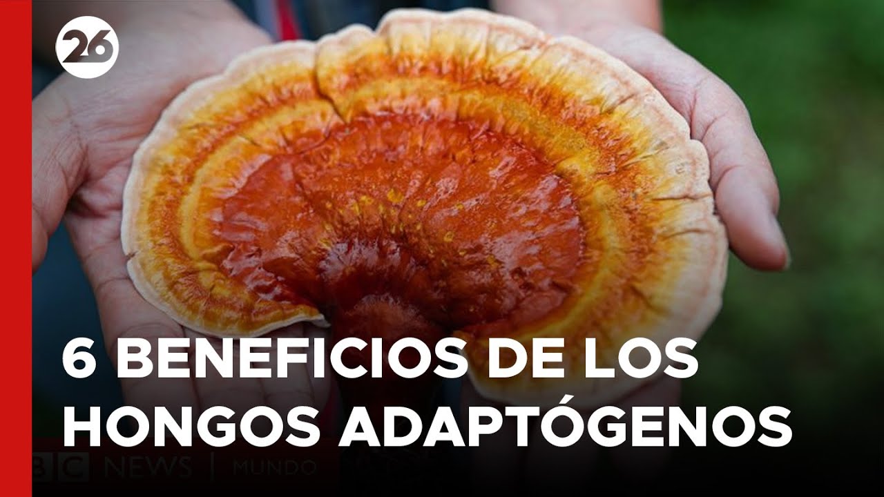 Los 6 BENEFICIOS de los HONGOS ADAPT&Oacute;GENOS
