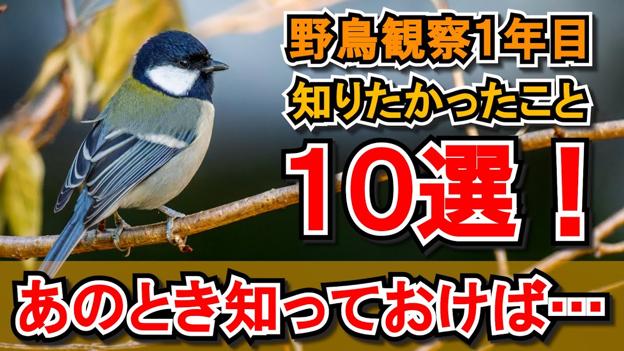 【解説】野鳥初心者必見！野鳥観察1年目に知りたかったこと10選！