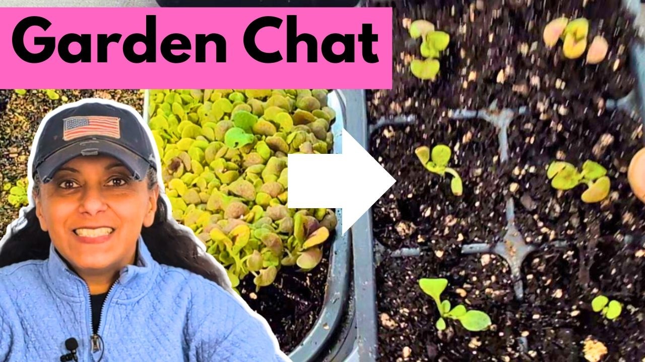 Pot Up Seedlings With Me  - More Garden Chit-chat  🌱🌸😊