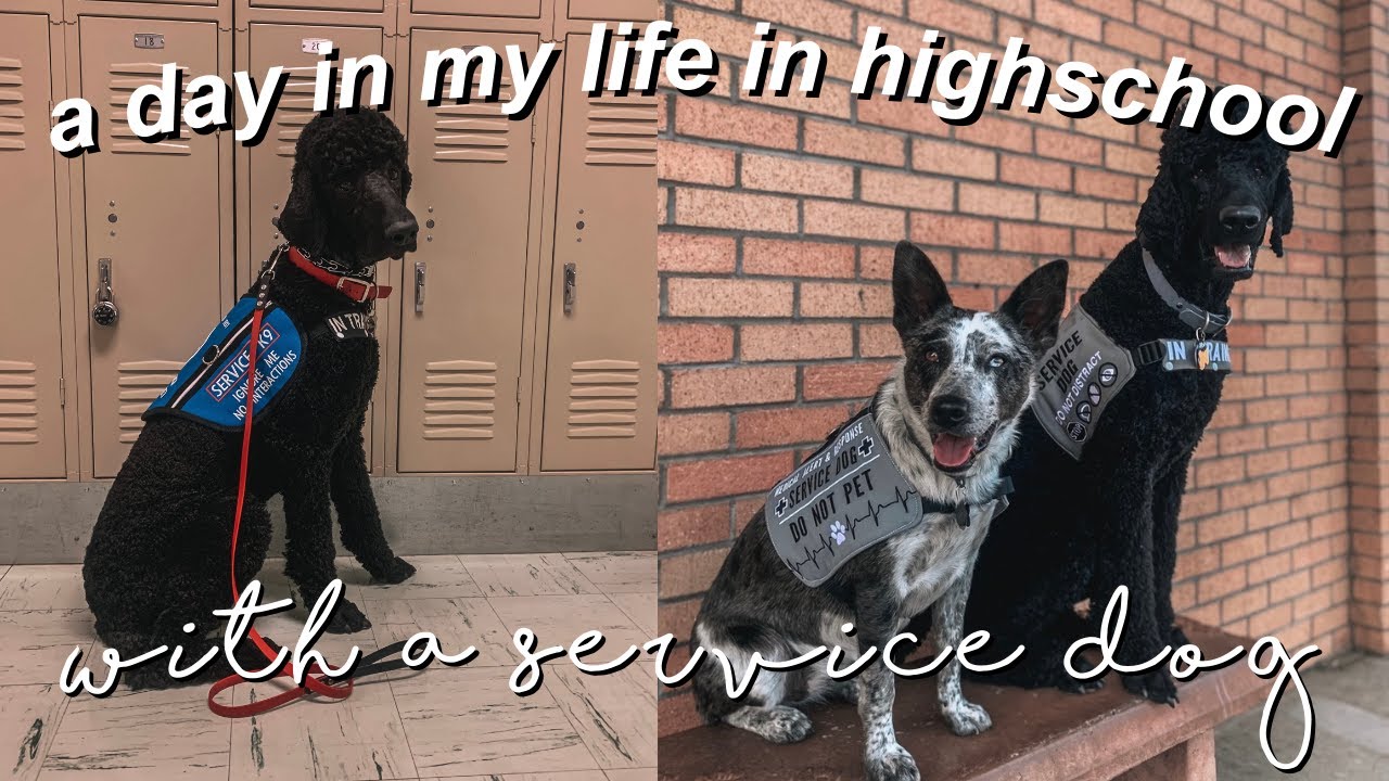 a day in my life || highschool with a service dog :)