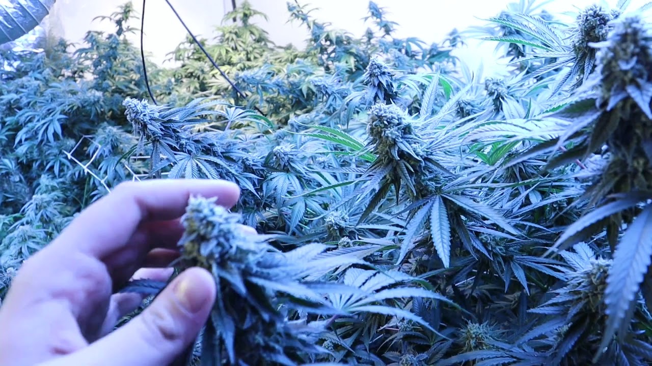 Day 45 Flower update
