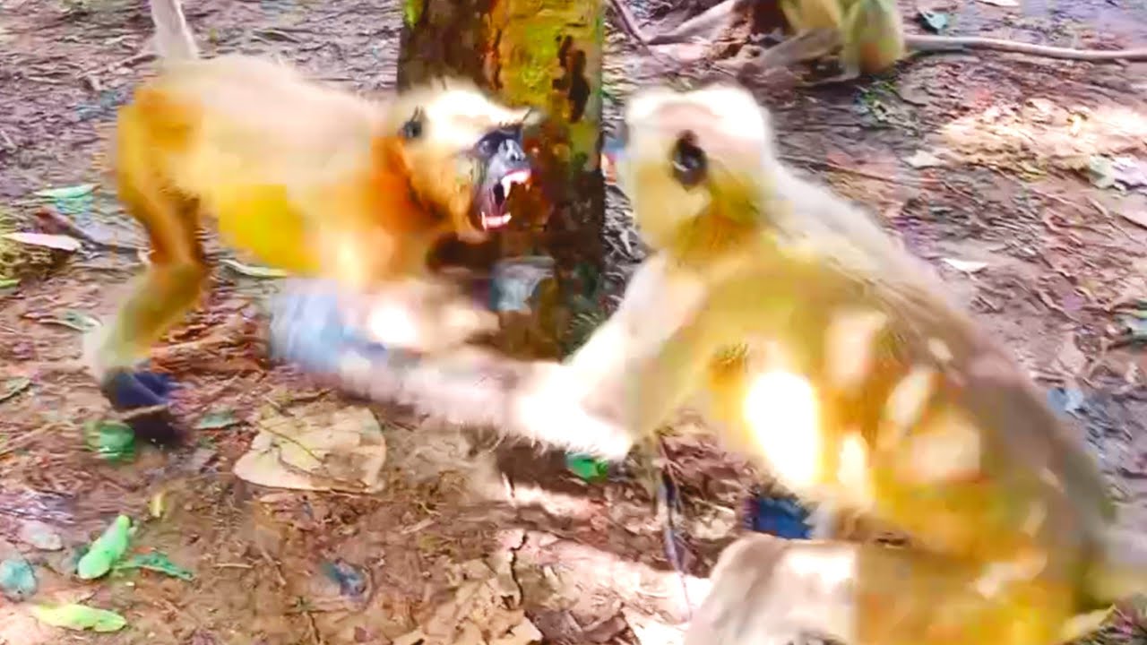 A  Revenge Fight Of Monkeys On A Tree 🌲👹
