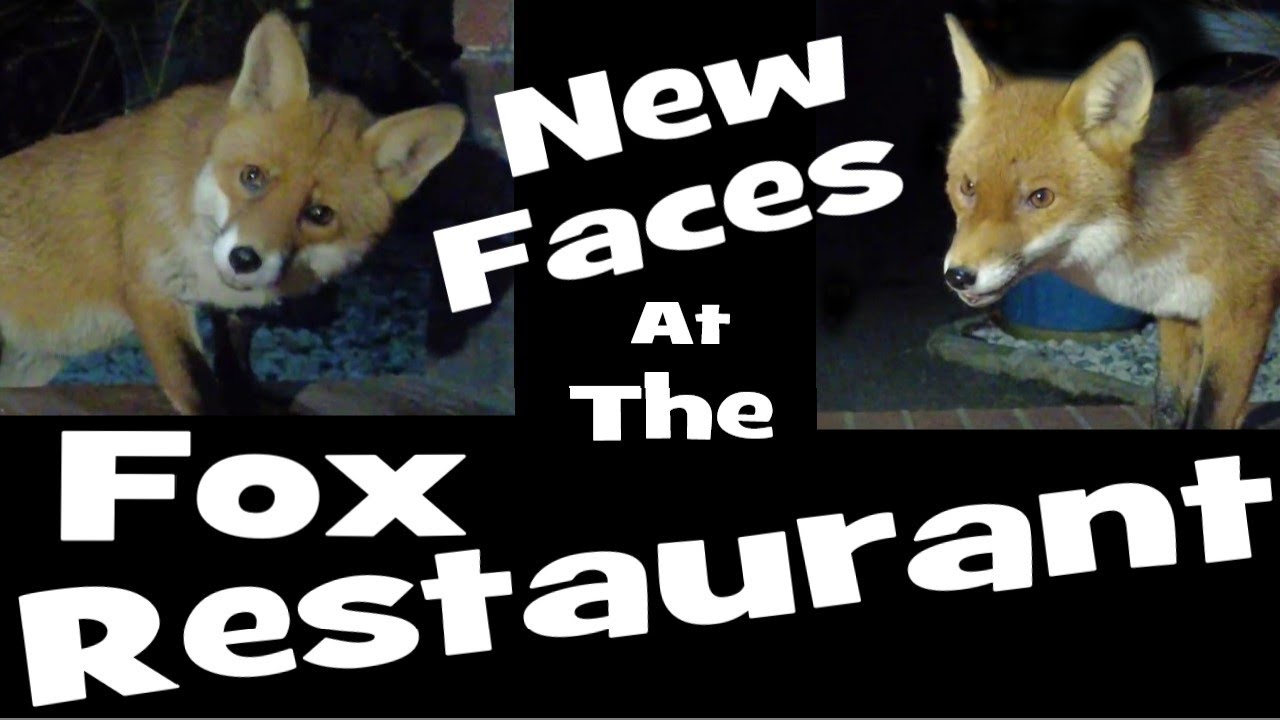 New Faces at The Fox Restaurant.
