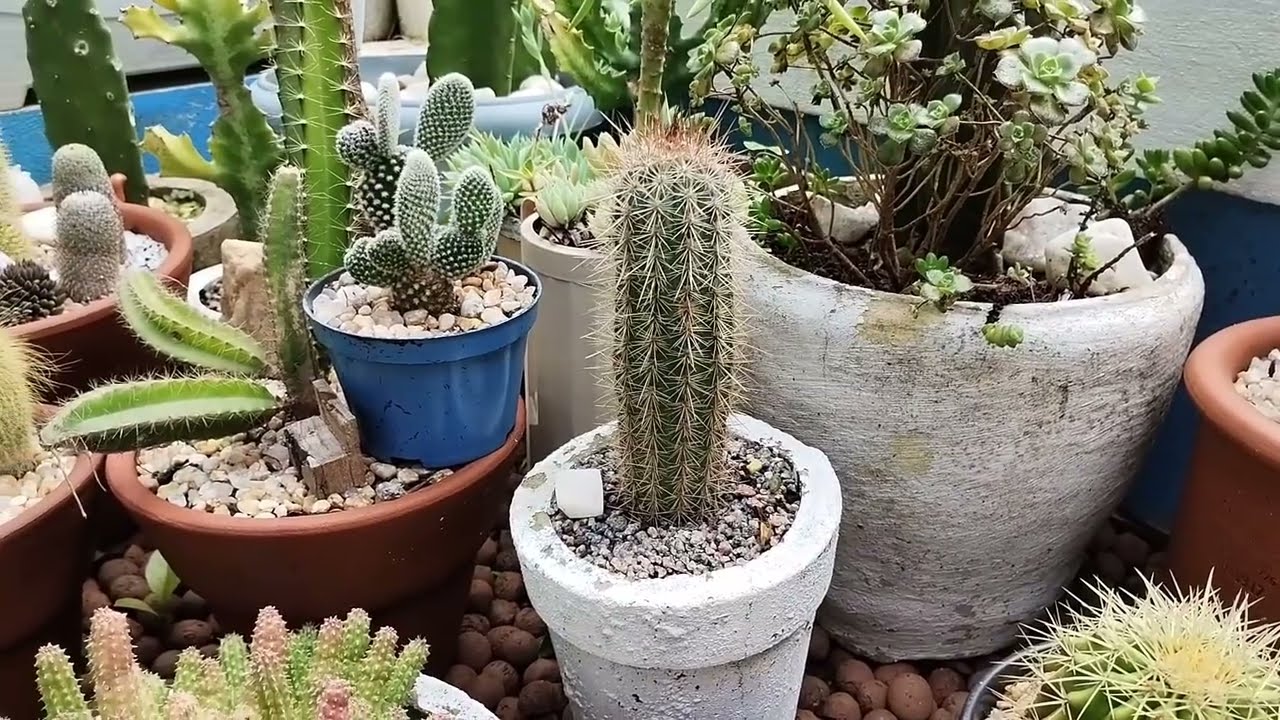  LINDO CANTINHO DE CACTOS 🌵+  REPLANTE 
