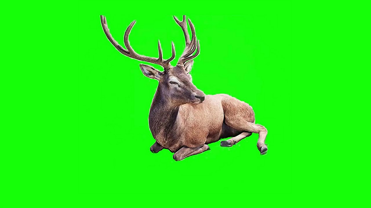 Deer Greenscreen Animation | 2022 | No Copyright