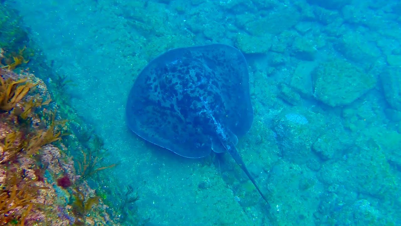 水中映像｜八丈島　藍ヶ江港｜4K動画