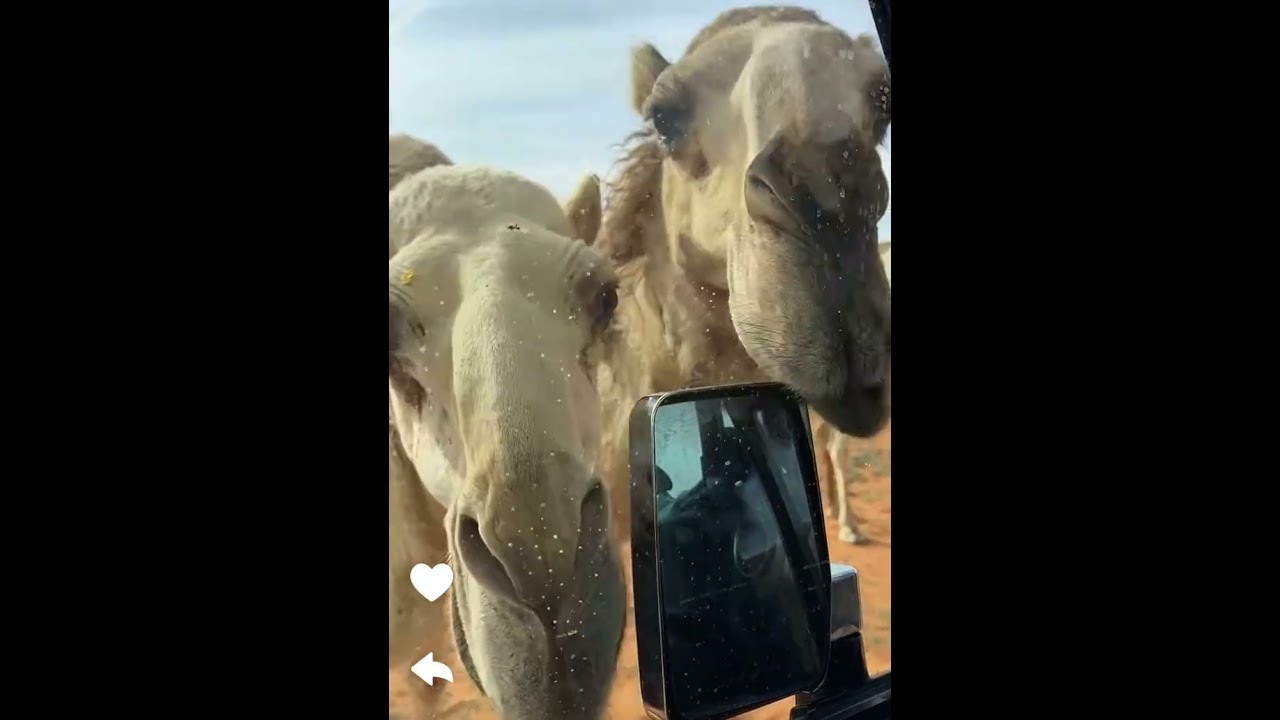 صباح الشغل 😍{طراد الخالدي}