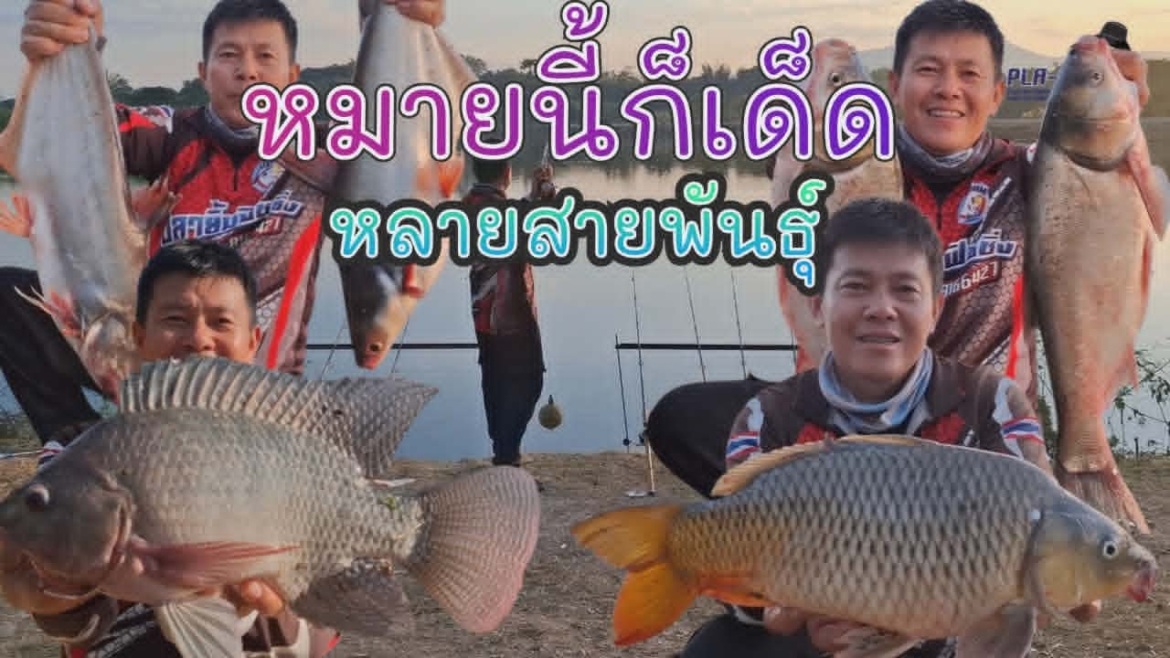 หมายนี้ก็เดือด หลายสายพันธุ์ ตกปลาอ่างหนองงิ้ว อ.บ้าานตาก จ.ตาก(คลิปที่ 466)