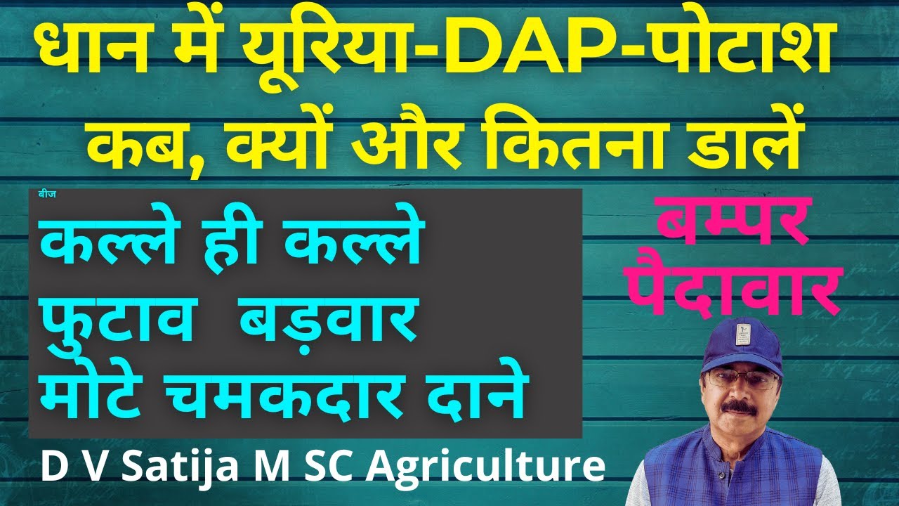 Dhan me urea , dap, potash kab aur kitna dale | chlorophyll | tillering | ssp | pH | mop,sop |