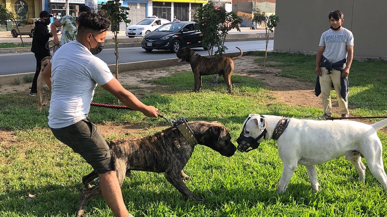 Gran encuentro de Dogo Argentino contra Presa canario 🔥🔥
