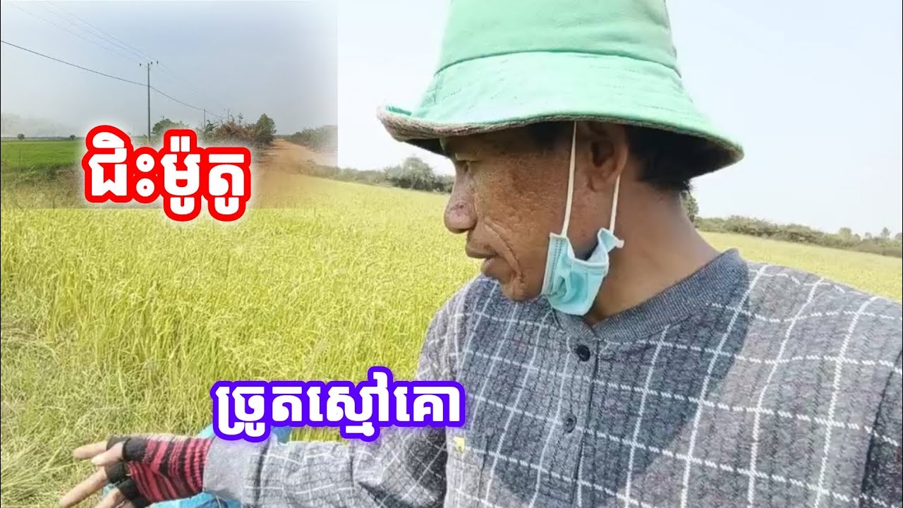 ជិះម៉ូតូកាត់ស្រែទៅ ច្រូតស្មៅអោយគោ