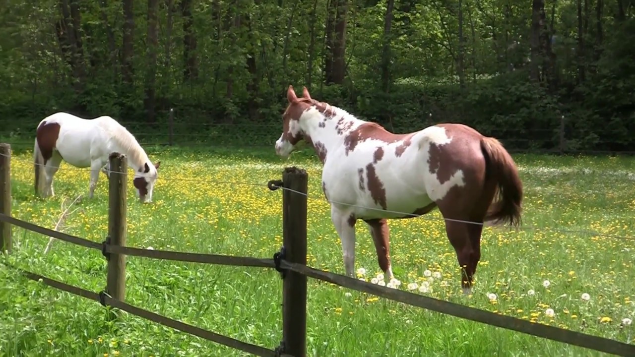 Paint Horse Ranch