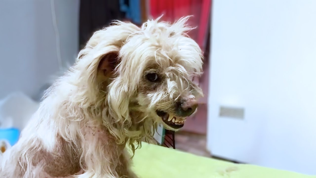 He Was the Sweetest Dog—But After Losing His Owner, Everything About Him Changed