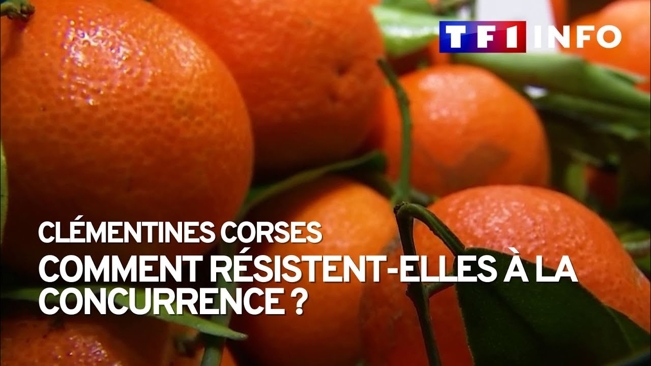 Clémentines de Corse : comment résistent-elles à la concurrence 1