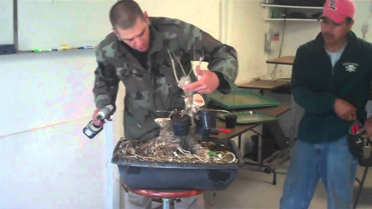 Thread Grafting Ficus Bonsai - Wigert's Bonsai Nursery