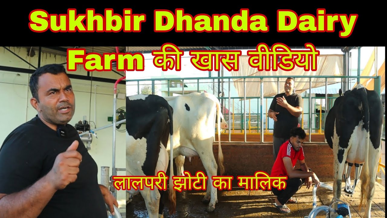 2025-03-29-sukhbir सुखबीर ढंडा डेयरी फार्म की खास वीडियो क्या जबरदस्त गाय भैंस दिखाई