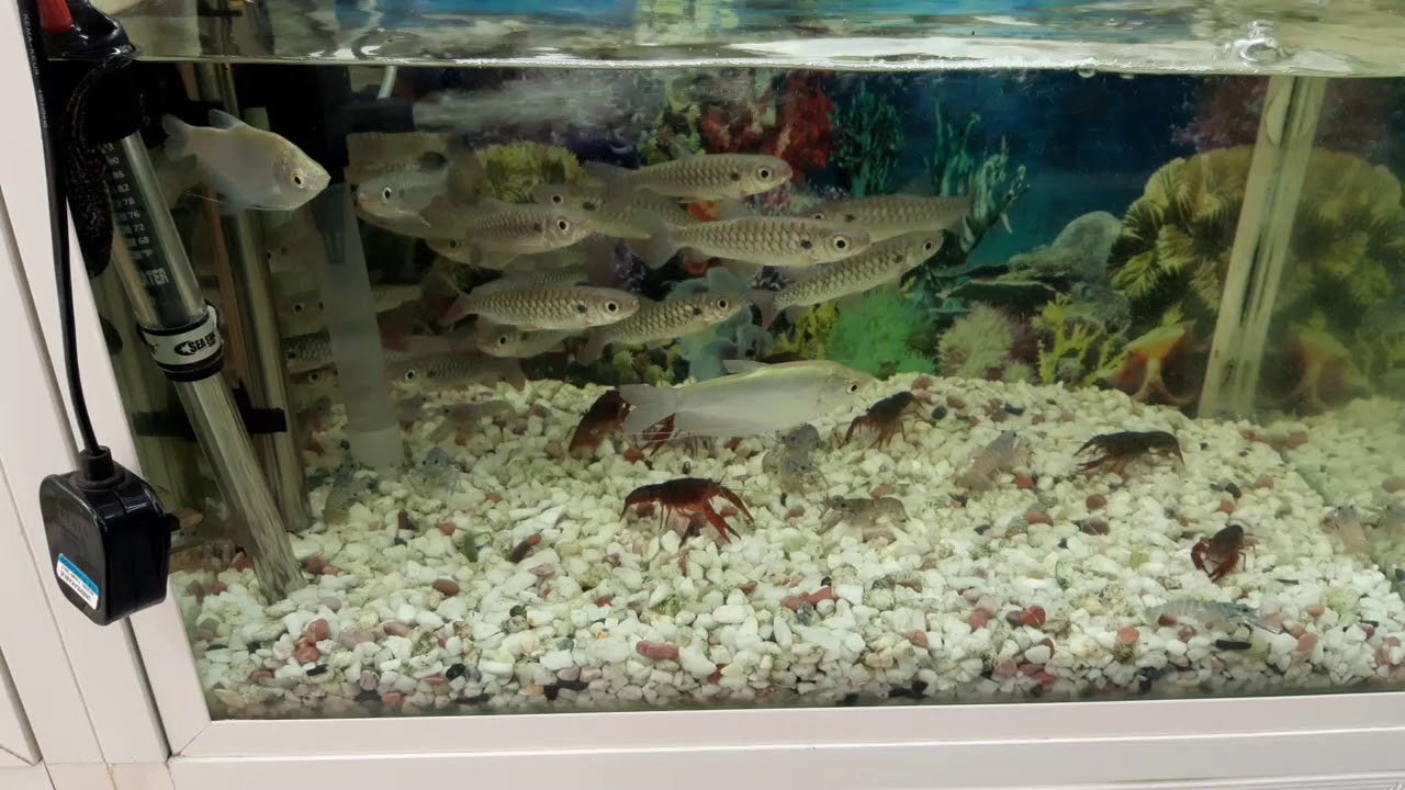 Pet Market Riyadh