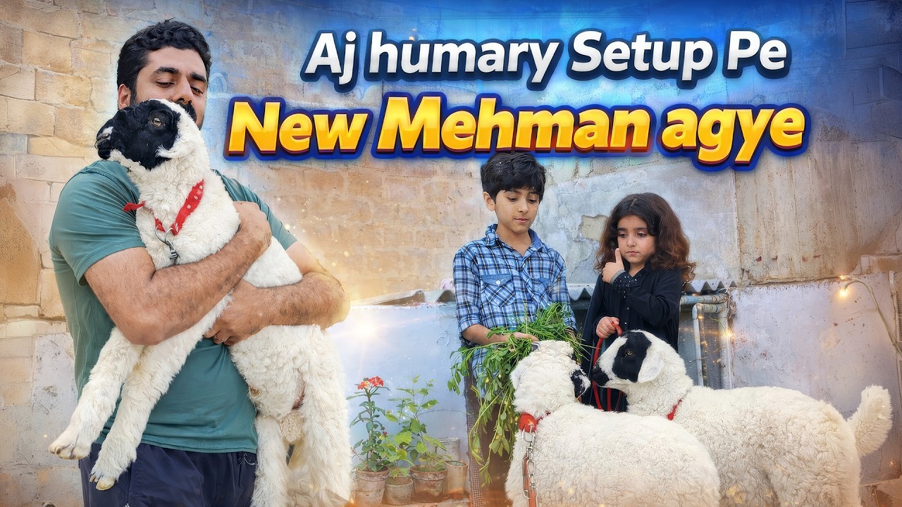 Aj humary setup pe Naye Mehman Agye | pyaray sa 🐑 🐏