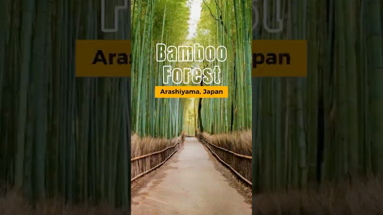 Hutan Bambu Arashiyama, Kyoto. #ArashiyamaBambooGrove #BambooForest #Japantrip #WisataJepang #kyoto