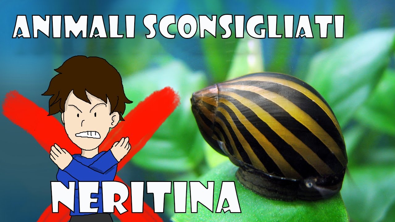 Animali sconsigliati #2 Neritina