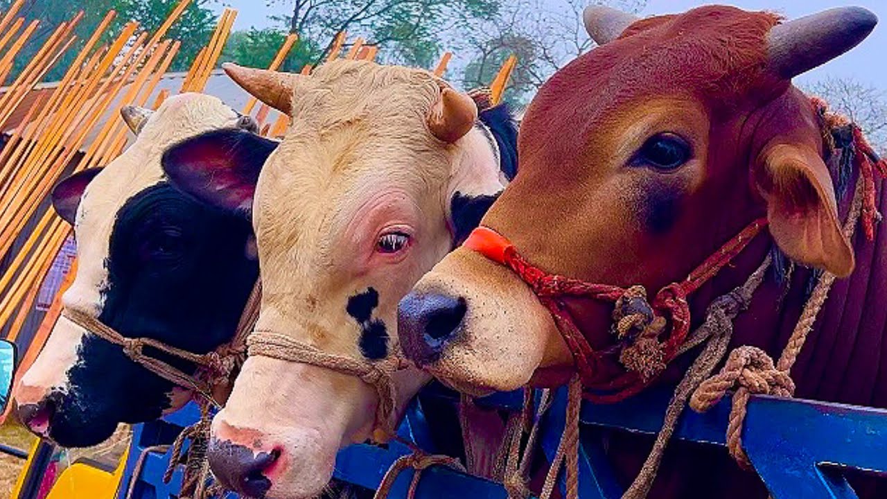 Cow unloading, cow videos, cow video, animal, big cow, goru hamba cow, Ep- 24