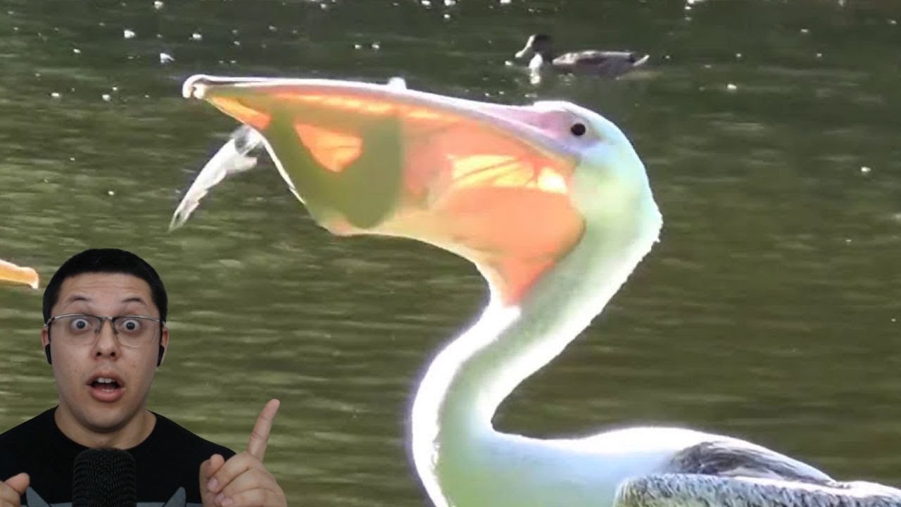 Pelicano engolindo um pombo!!!