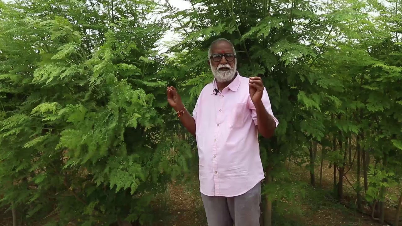 Moringa Plantation for Leaf Production