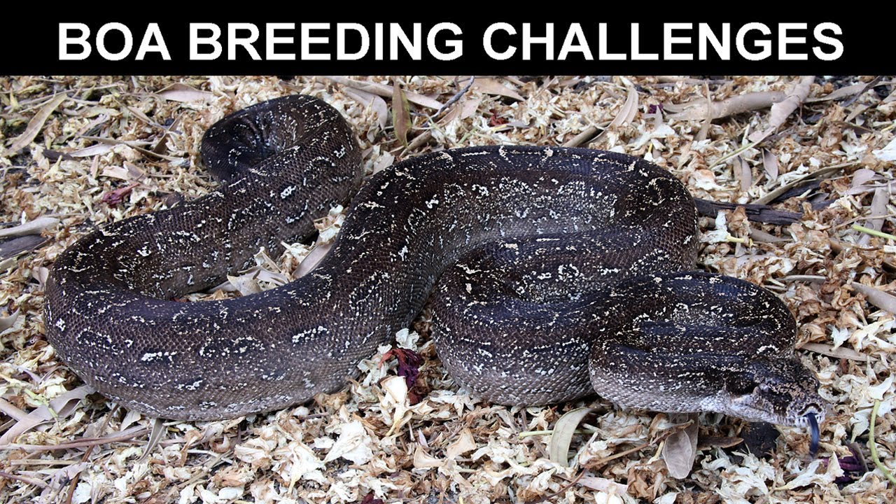 Boa Breeding Challenges: Why are Boa Constrictors so Hard to Breed?