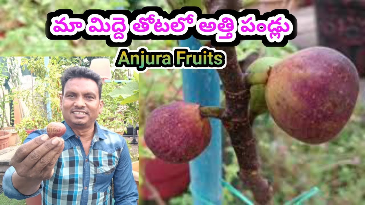 అత్తి పండ్లు - Anjura [ Fig ] Fruits from my Terrace Garden
