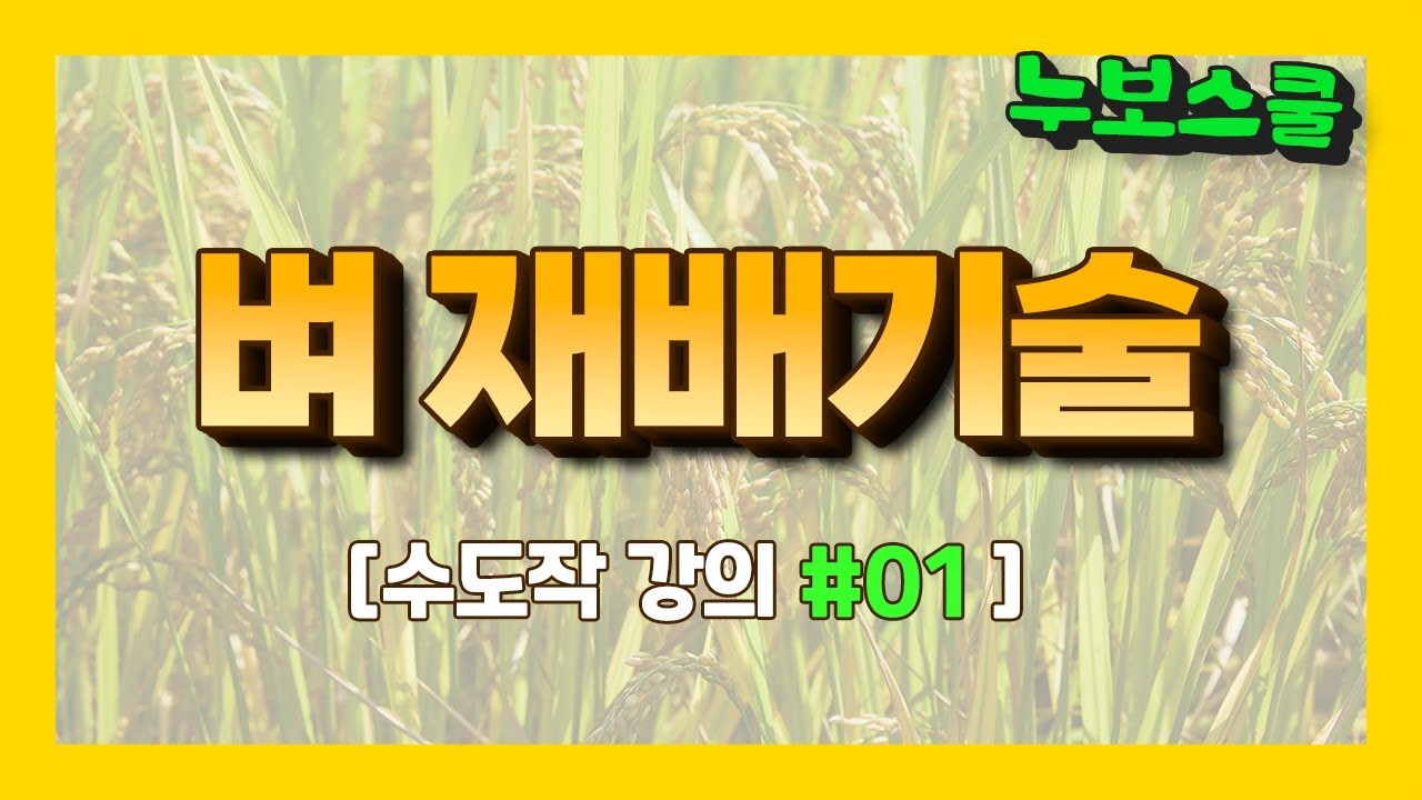 🌾 [수도작 1편] 벼 재배 기술 기초 강의 '품종'