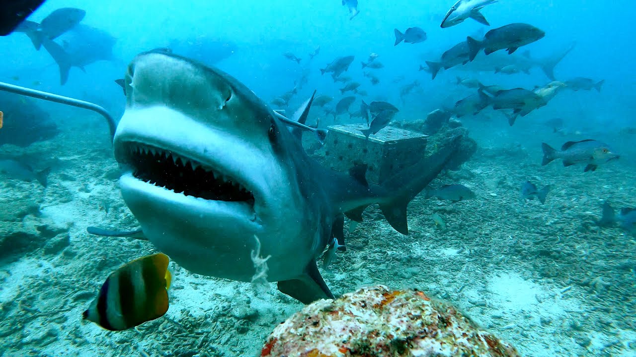 Bull shark dive -  Jan 2025 - 1 of 2