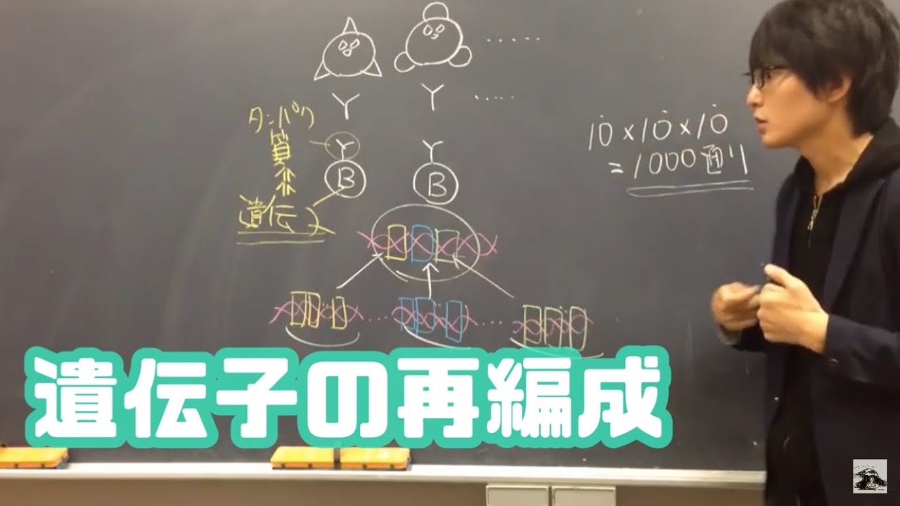 遺伝子の再編成【免疫】　高校生物