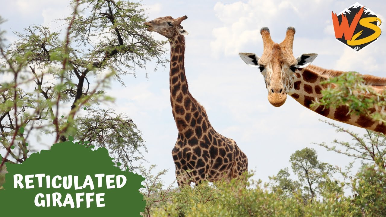 Reticulated Giraffes: Fascinating Facts About the Tallest Mammal